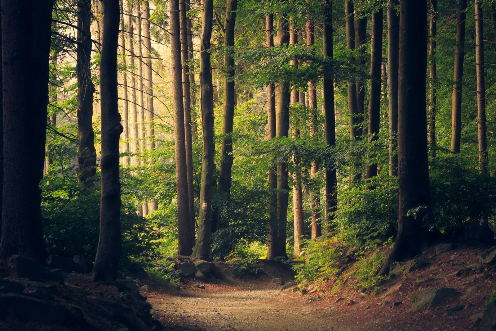 A quiet forest trail with sunlight coming through the trees.